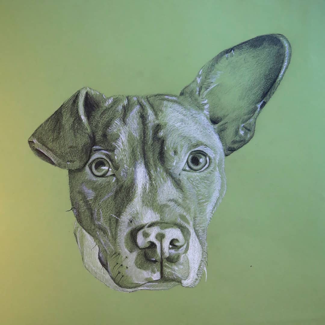 Dog portrait. Charcoal and white pastel on green paper.